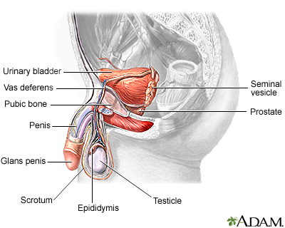 Male reproductive anatomy