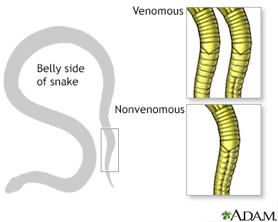 Rattlesnake underbelly