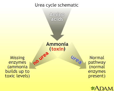 Urea cycle