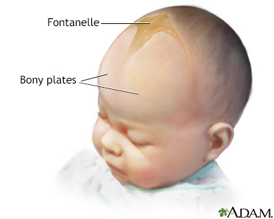 Fontanelles