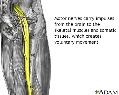 Motor nerves