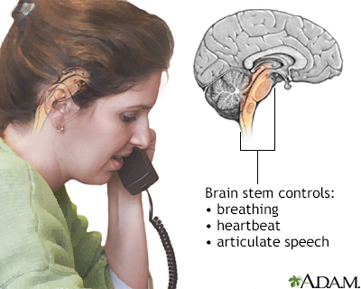 Brainstem function