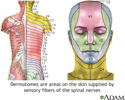 Adult dermatome