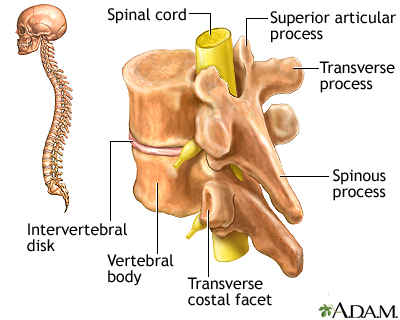 Vertebrae