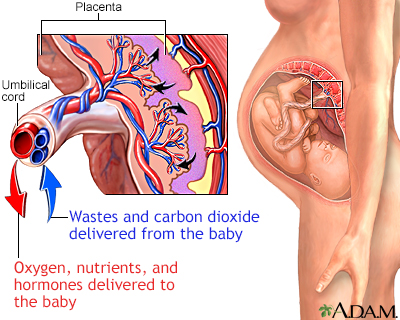 Placenta