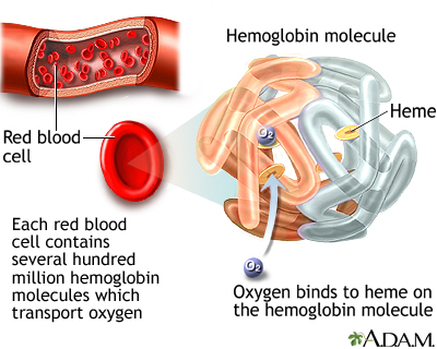 Hemoglobin