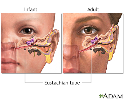 Eustachian tube