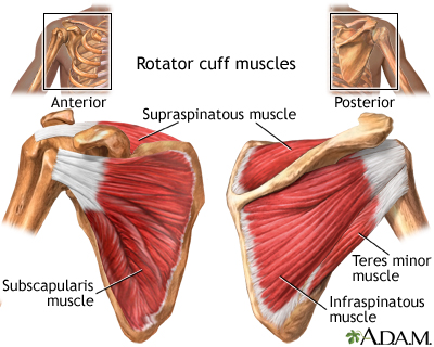 Rotator cuff muscles