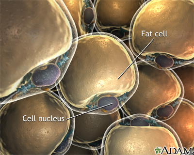 Lipocytes (fat cells)