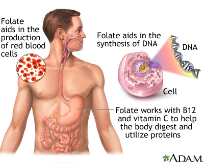 Folic acid benefits