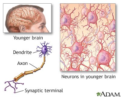 Brain and nervous system