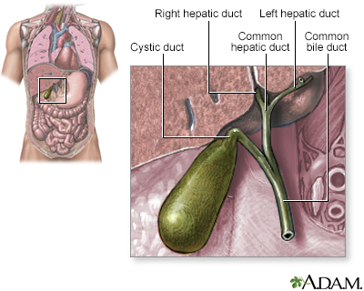 Gallbladder