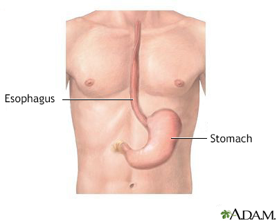 Esophagus and stomach anatomy