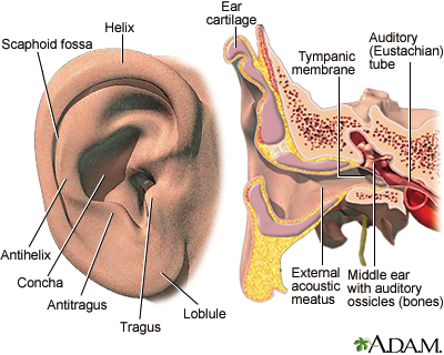 External and internal ear