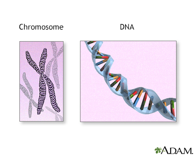 Chromosomes and DNA