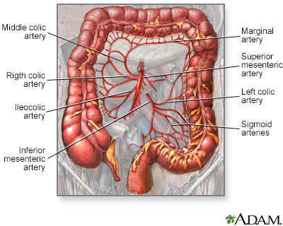 Blood supply of the large intestine