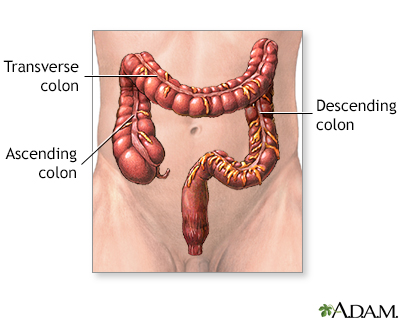 Large intestine