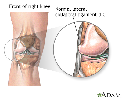 Lateral collateral ligament