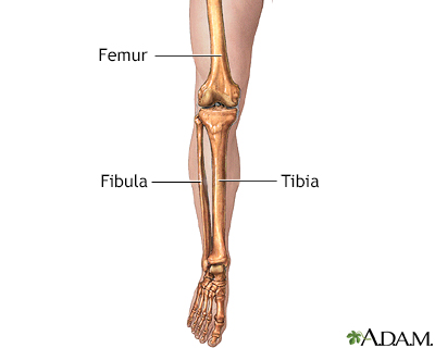 Leg skeletal anatomy