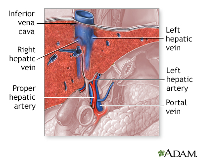 Liver blood supply