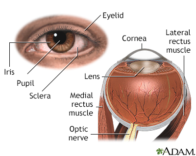 External and internal eye anatomy