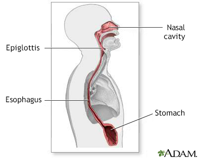 Esophagus