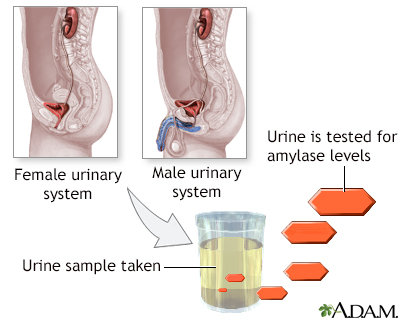 Amylase urine test