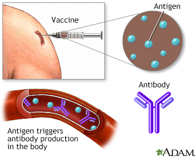 Hepatitis A immunization (vaccine)