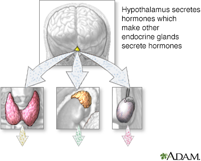 Hypothalamus hormone production