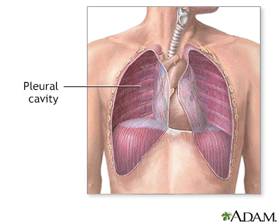 Pleural cavity