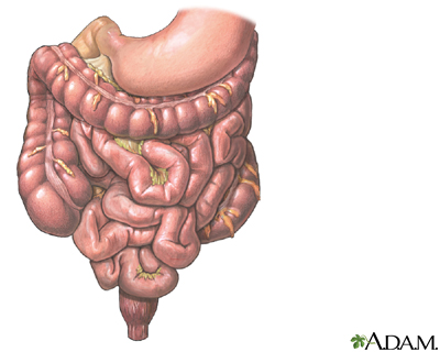 Gastrointestinal tract