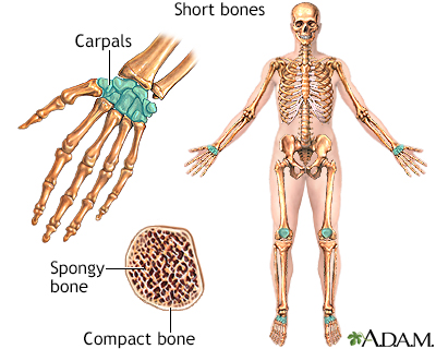 Short bones