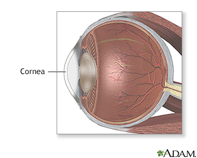 Cornea