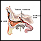 Ear tube insertion - series - Normal anatomy