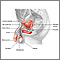 Male reproductive anatomy