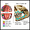 Development of baby teeth