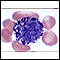 Basophil (close-up)