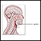 Laryngoscopy - series