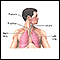 Normal lung anatomy