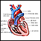 Heart valves - anterior view