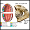 Development of permanent teeth