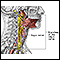 Role of the vagus nerve in epilepsy