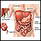 Abdominal organs