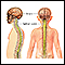 Central nervous system