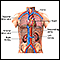 Kidney function