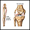 Normal knee alignment