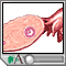 Egg cell production