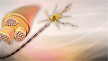 Multiple sclerosis