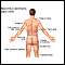 Anatomical landmarks adult – back