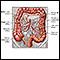 Blood supply of the large intestine